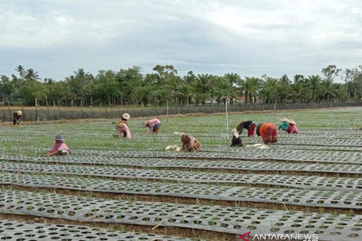 ISMI kembangkan budidaya tanaman bawang merah di Aceh Barat