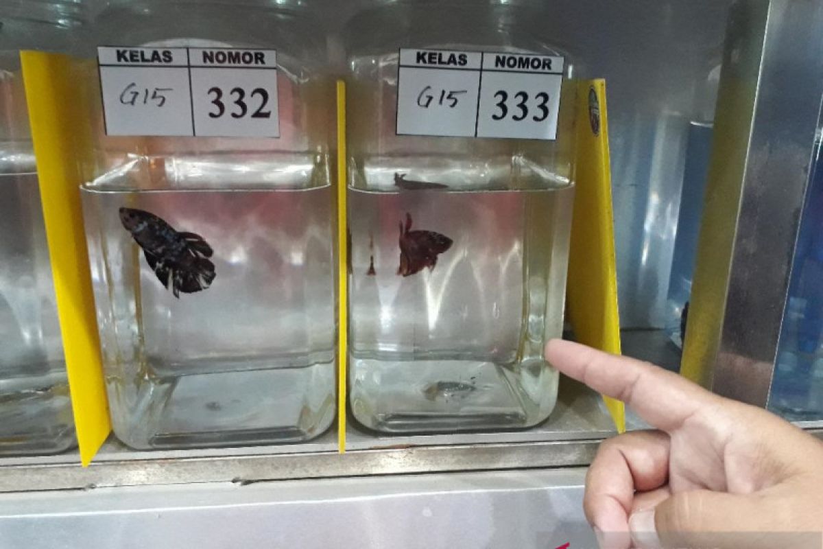 Kediri gelar kontes ikan cupang kelas internasional