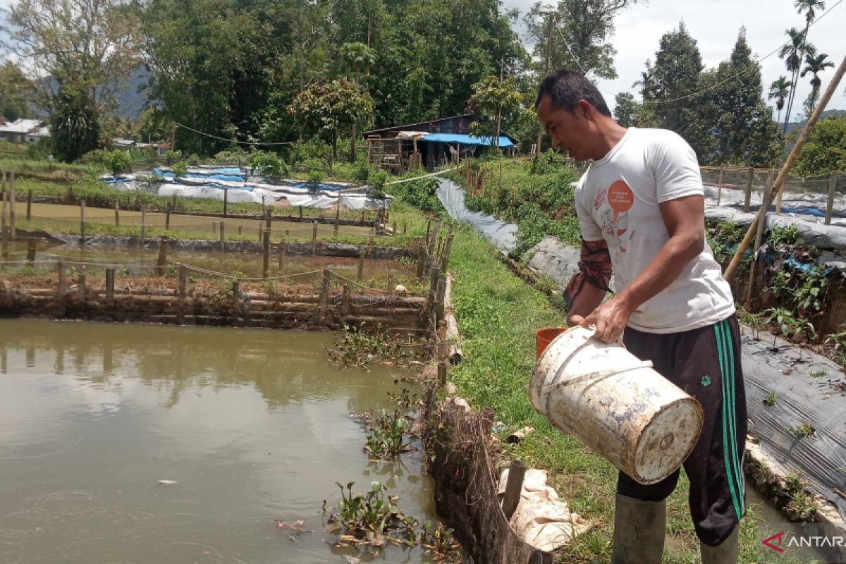 Kreatif, Petani di Agam manfaatkan hama padi sebagai pakan lele