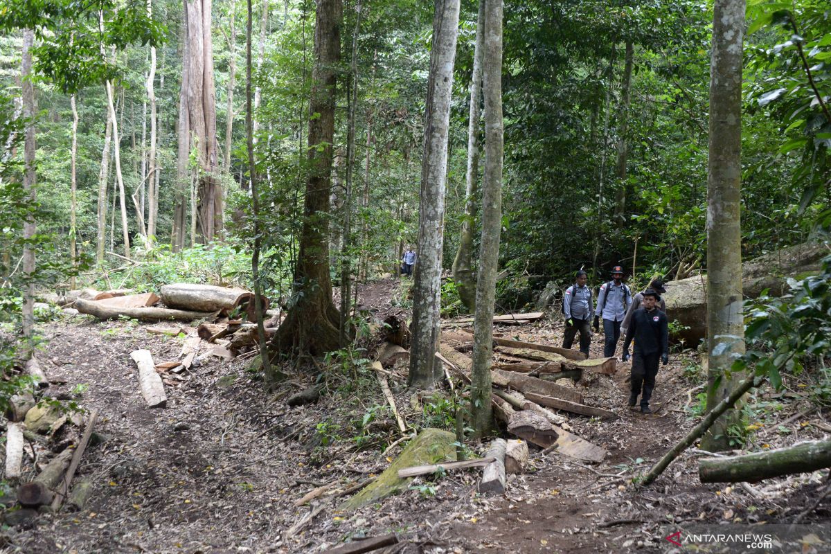 Walhi Sumsel prihatin kerusakan hutan  terus berlangsung