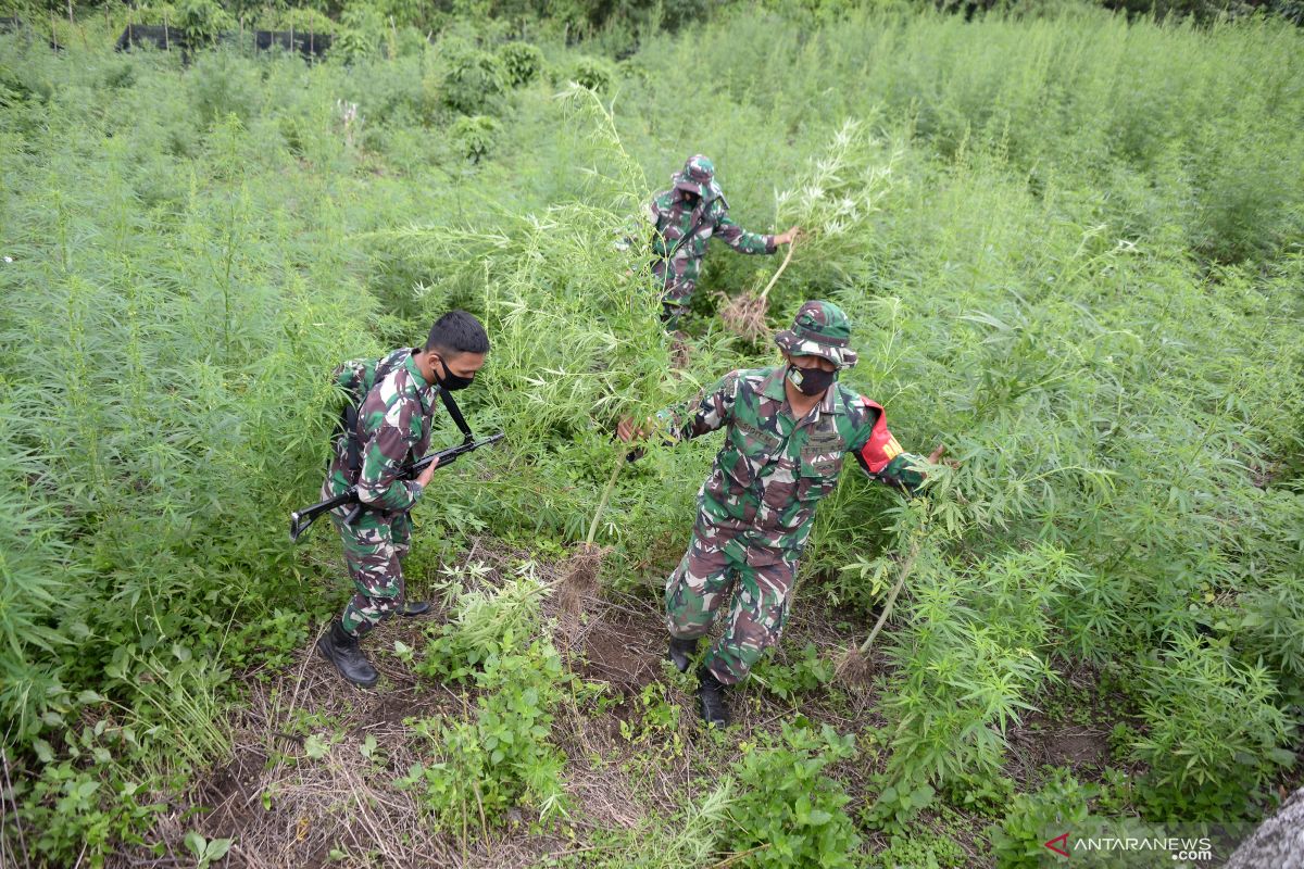 Polisi Musnahkan Temuan 10 Hektare Ladang Ganja Di Aceh Antara News