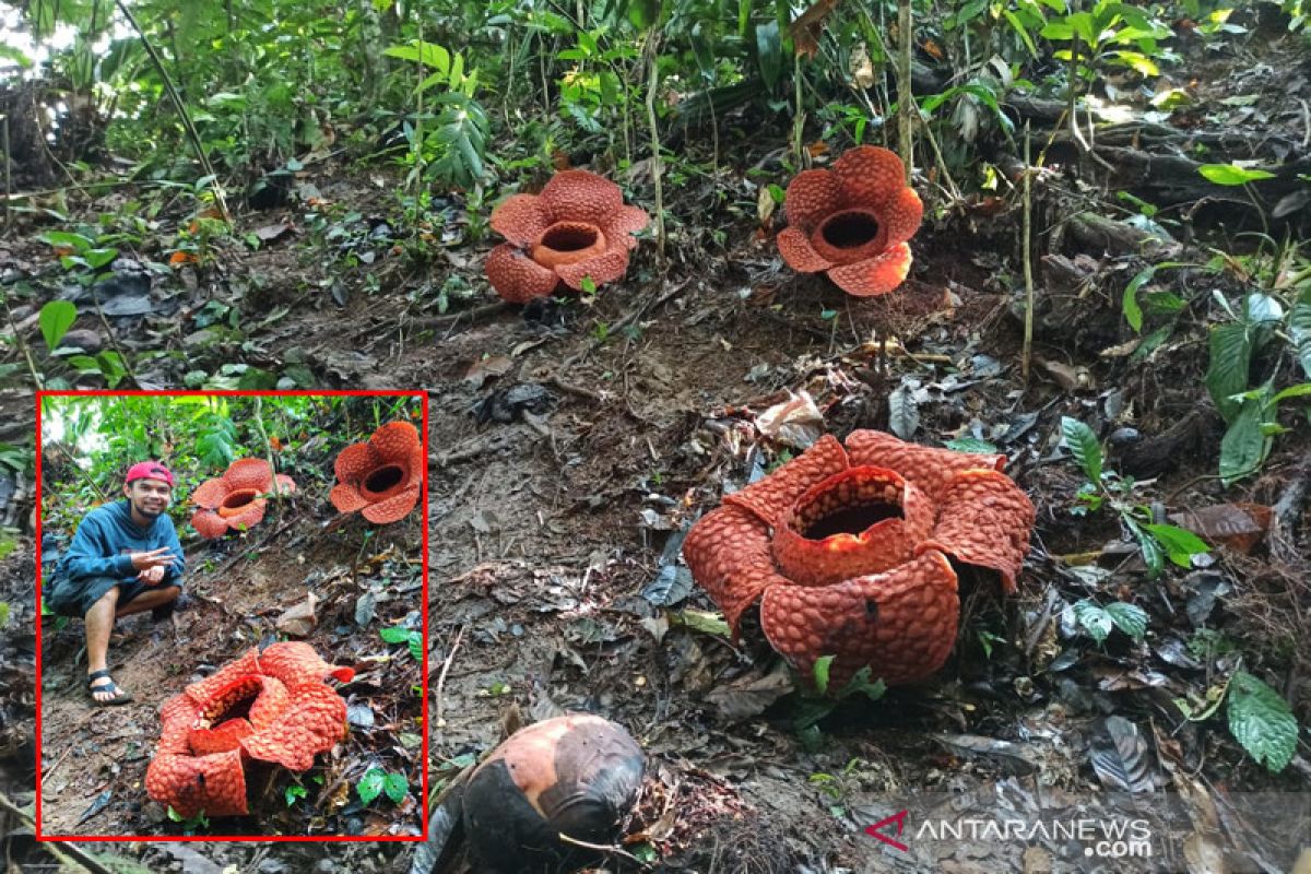 Tiga bunga Rafflesia kemumu mekar di Bengkulu Utara