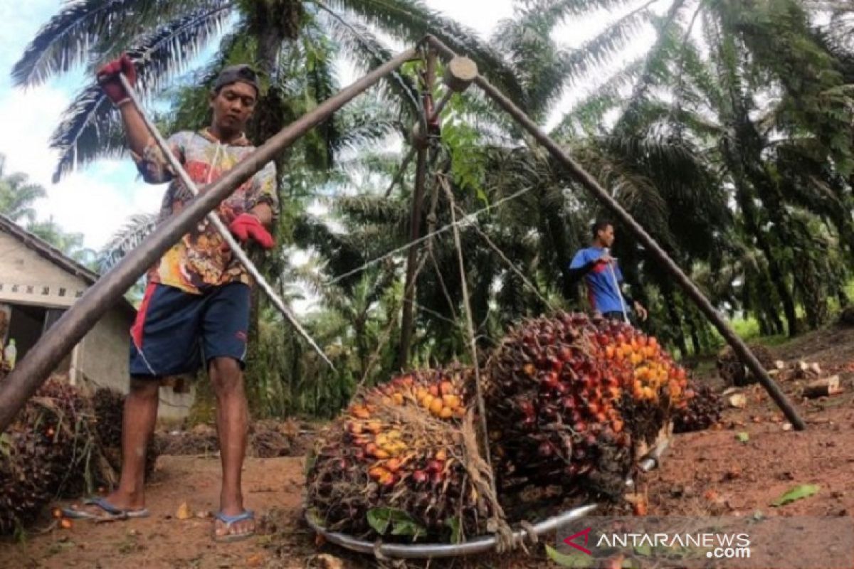 Harga CPO naik Rp225 per kilogram