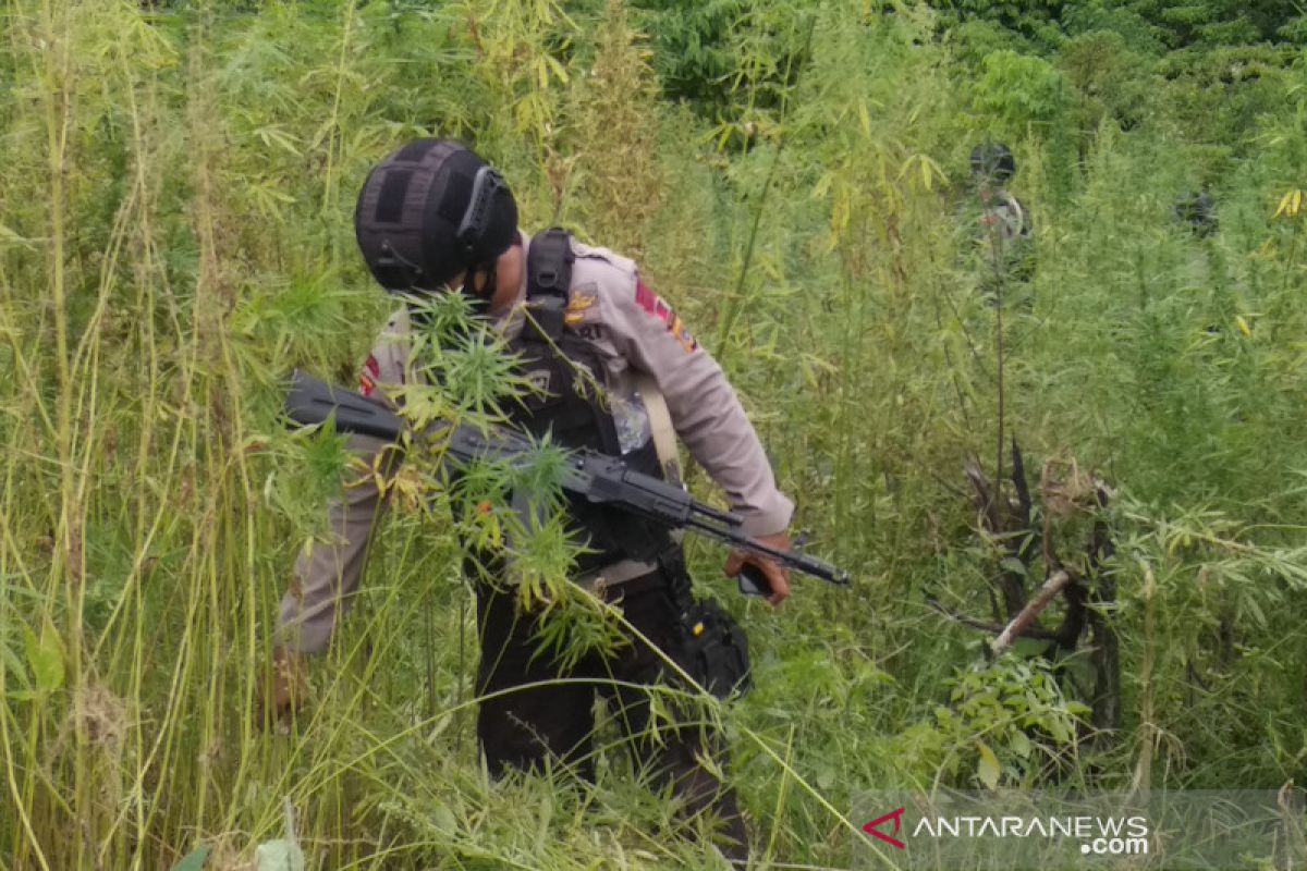 Bareskrim Polri musnahkan 10 hektare ladang ganja di Aceh Besar