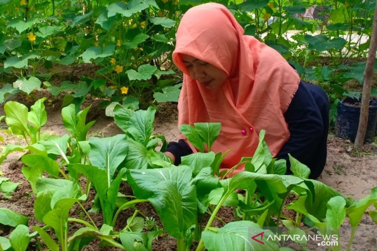 Warga Muarojambi bertanam sayuran dimasa Pandemi COVID-19