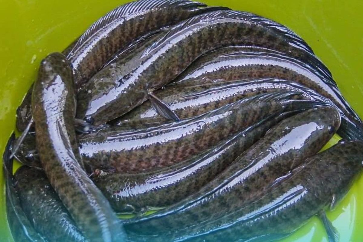 Ikan gabus komoditas unggulan berbasis lokal, KKP ajak tingkatkan budidaya