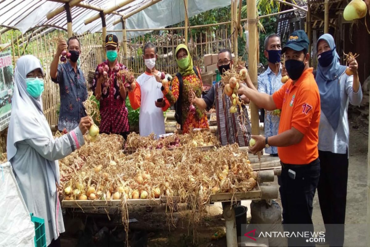 Kulon Progo uji coba penanaman bawang bombay di Nanggulan