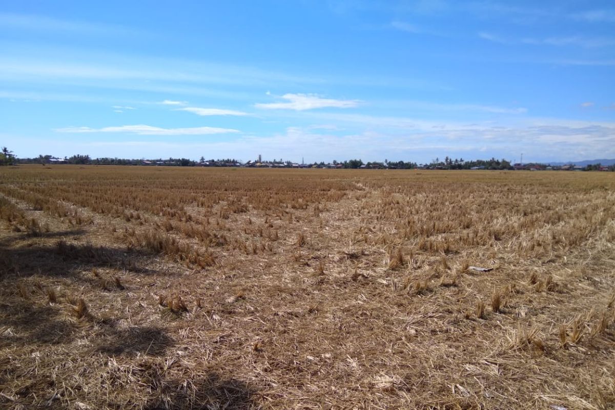 11 daerah di NTT ini sudah lebih dari 61 hari alami hari tanpa hujan