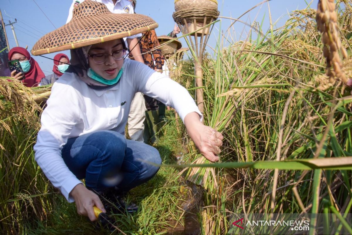 Purwakarta kembangkan 'Tarabas' varietas padi terbaru