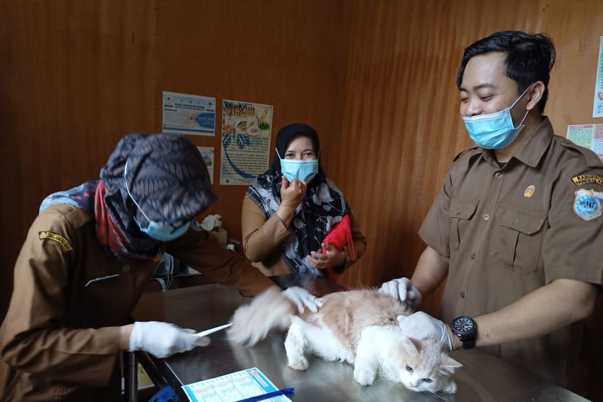 Hari Rabies sedunia, Puskeswan Pandeglang berikan vaksinasi rabies gratis