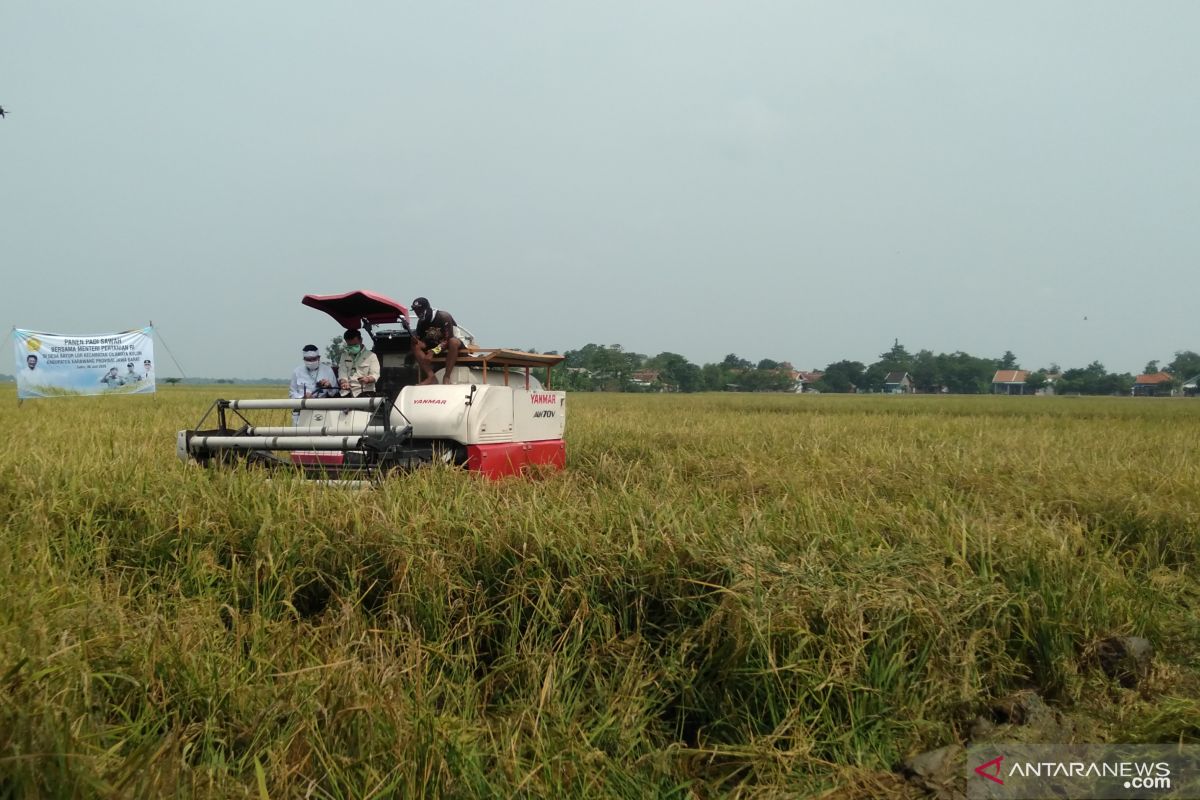 Karawang optimistis capai target produksi gabah kering panen 1,35 juta ton padi