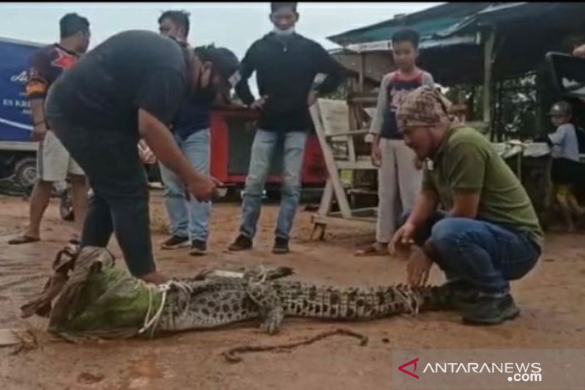 Warga Jalan Lintas Timur Pangkalpinang tangkap buaya masuk perkarangan rumah