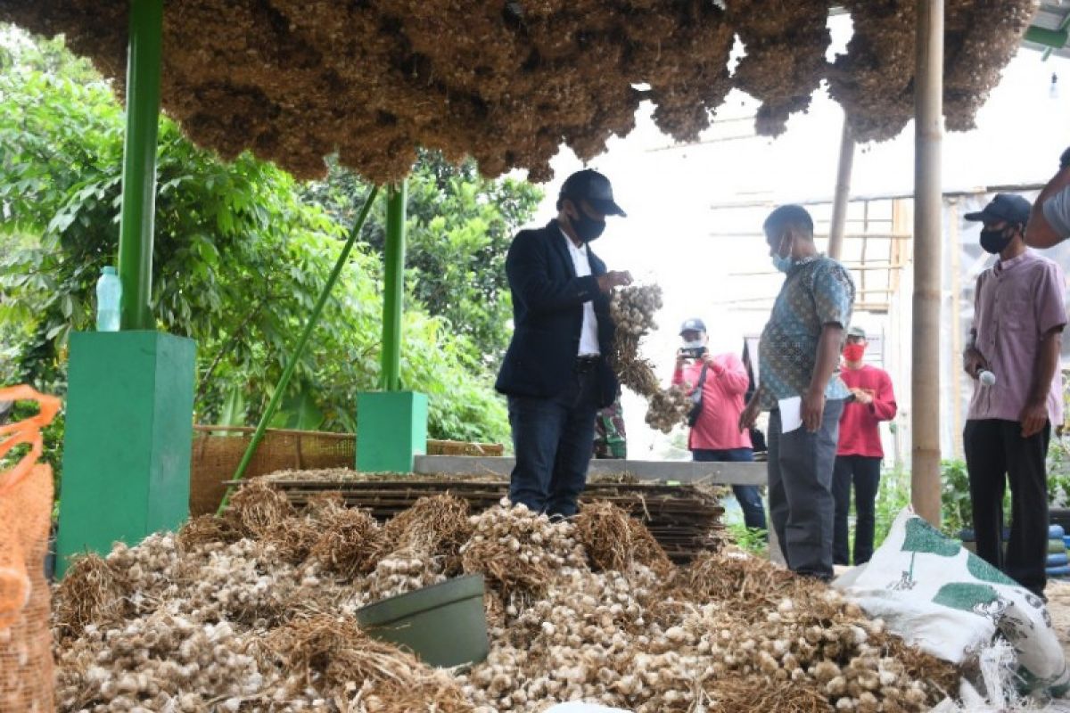 Budi daya bawang putih asal Batang tembus pasar Taiwan