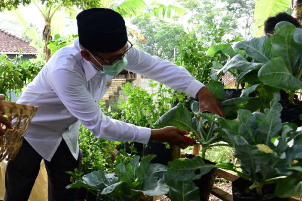 Bupati Temanggung sebut tani pekarangan tingkatkan kemandirian desa