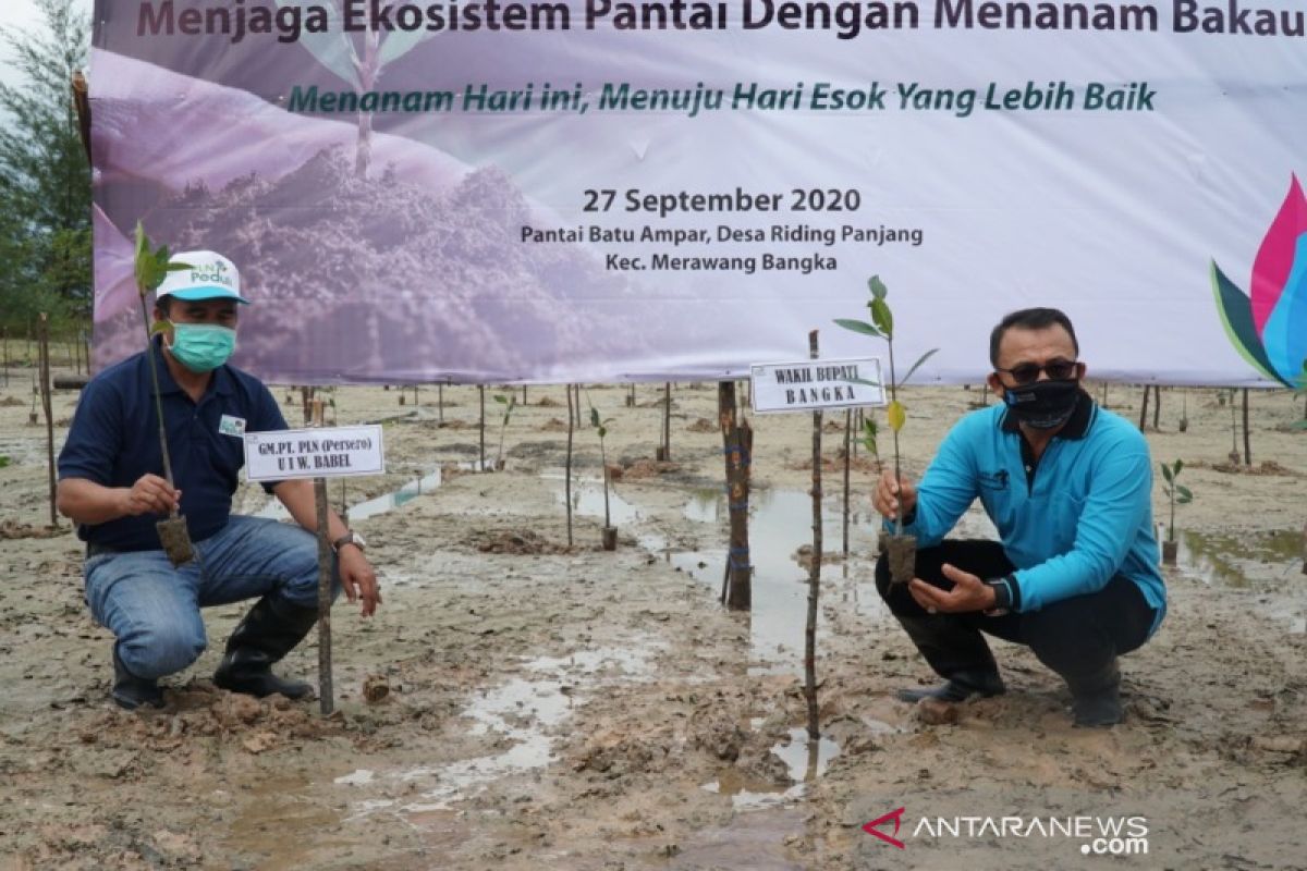Ratusan volunter PLN Peduli tanam 2.000 pohon bakau