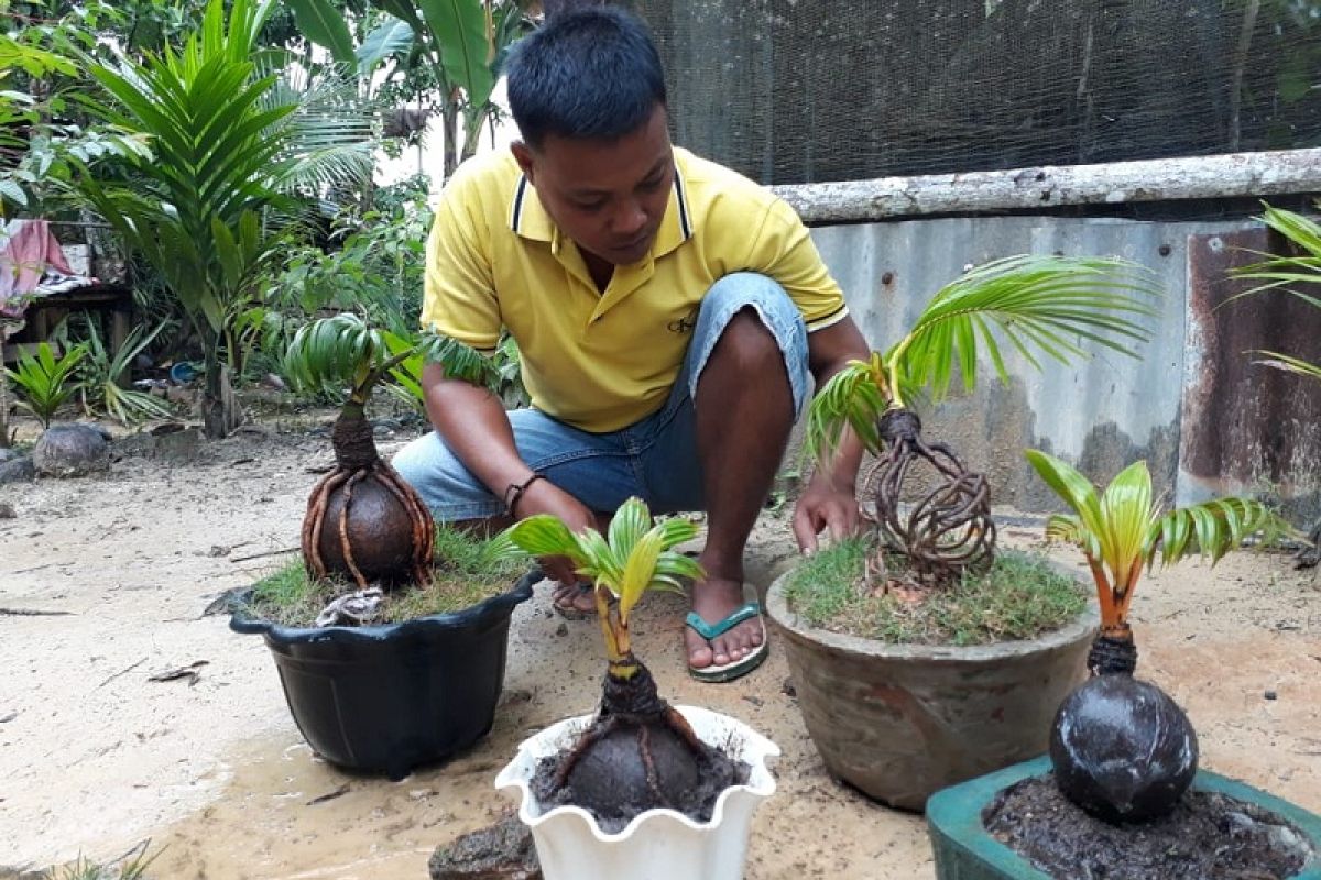 Berawal dari hobi, Sopian akhirnya seriusi bonsai kelapa