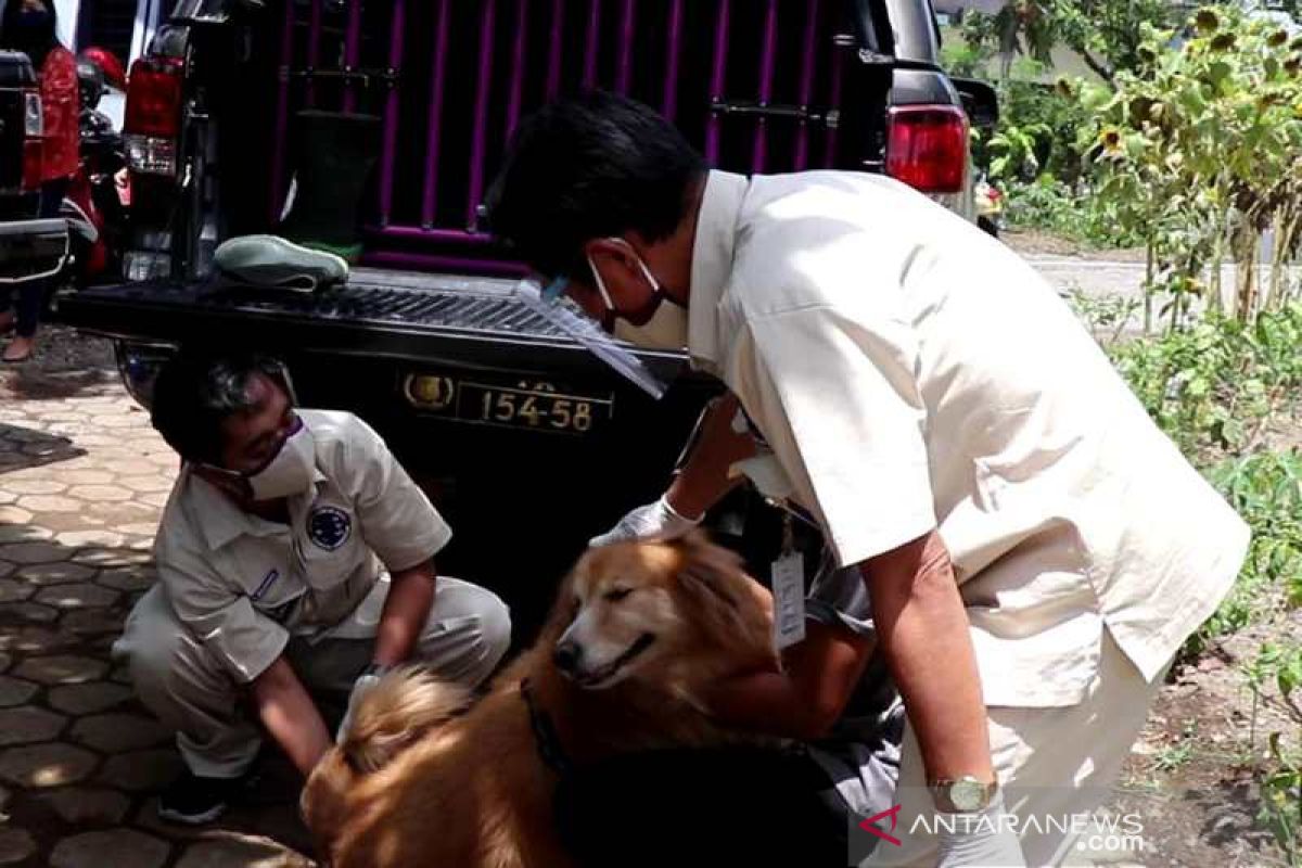 Hari Rabies Sedunia, Temanggung bagikan 200 dosis vaksin gratis