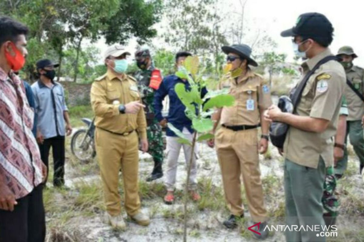 Babel jadikan bekas tambang sebagai pengembangan jambu mete