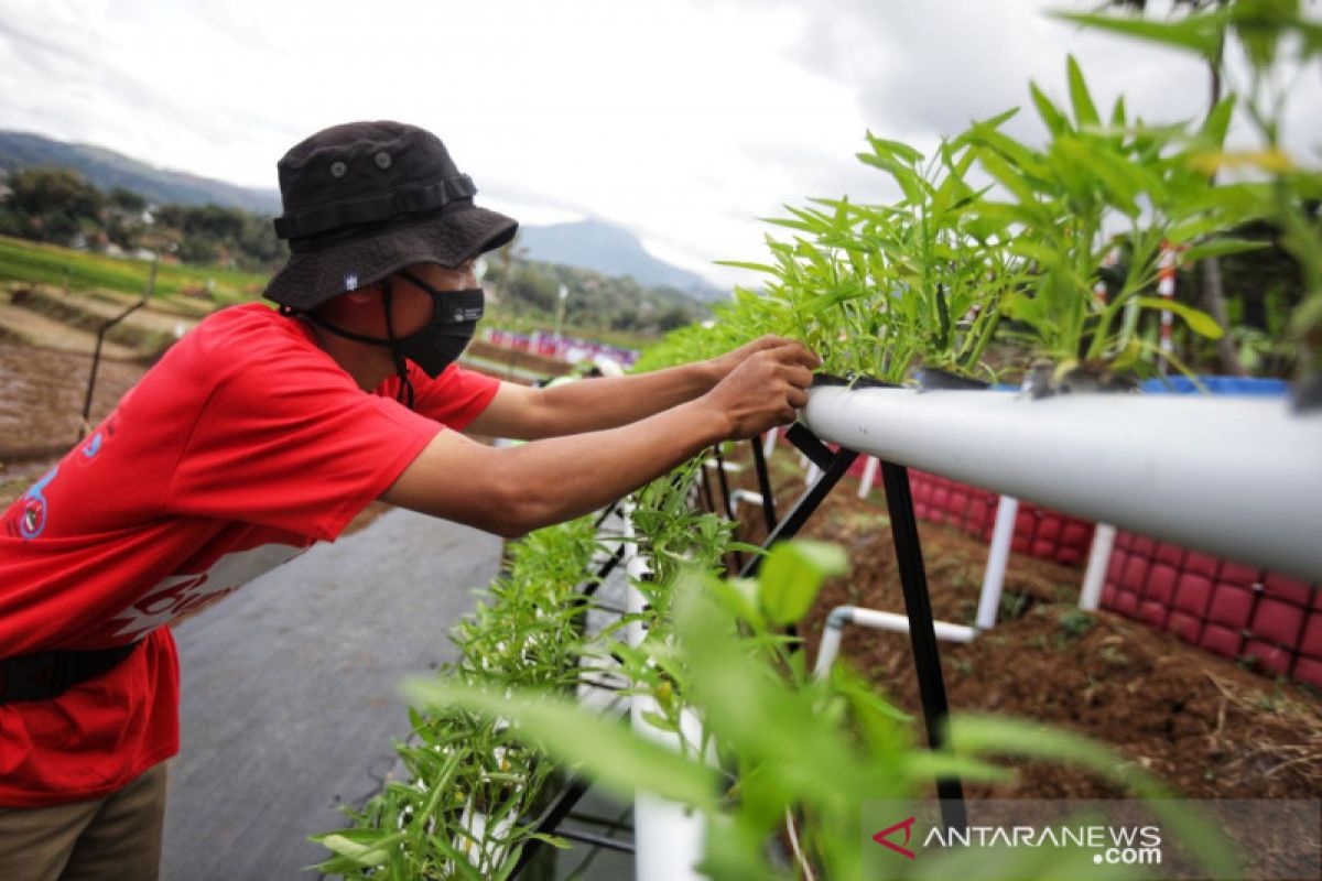 Pemkot Bandung buat lahan pertanian untuk edukasi ketahanan pangan