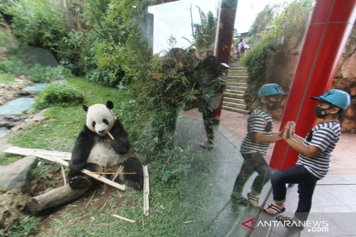 Taman Safari Bogor peringati tiga tahun kedatangan Huchun dan Caitao