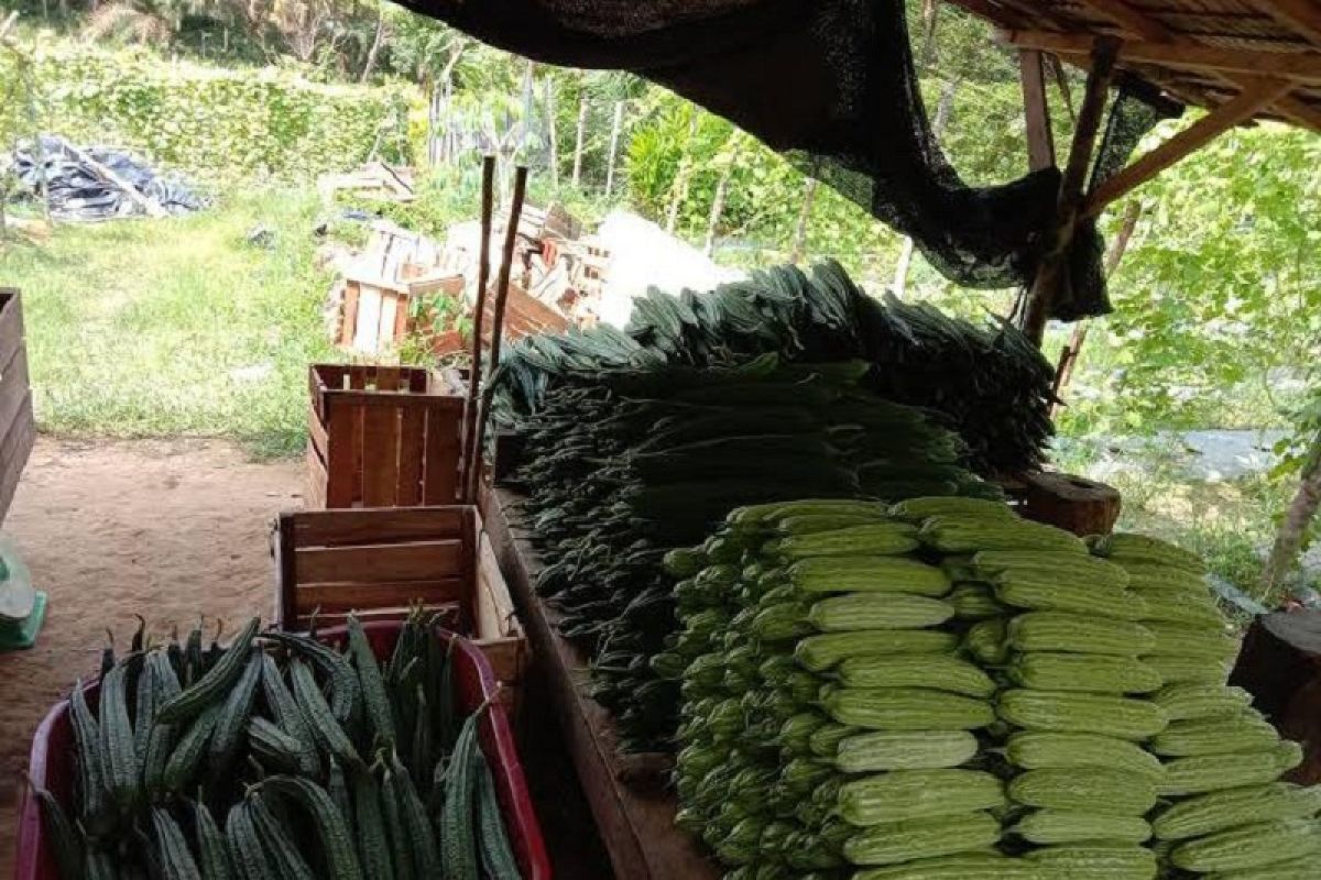 Selama Pandemi COVID-19 membuat petani sayur harus turunkan harga