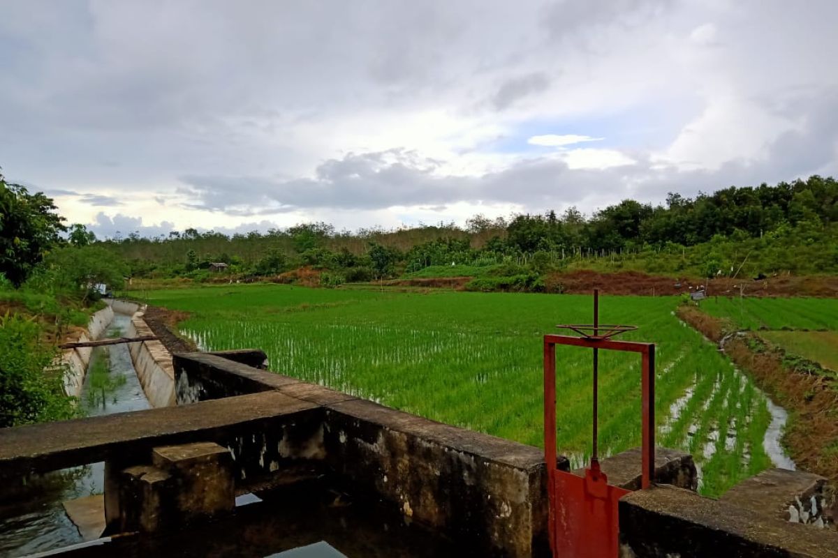 Petani Belitung diimbau bersihkan saluran irigasi dalam menghadapi musim hujan
