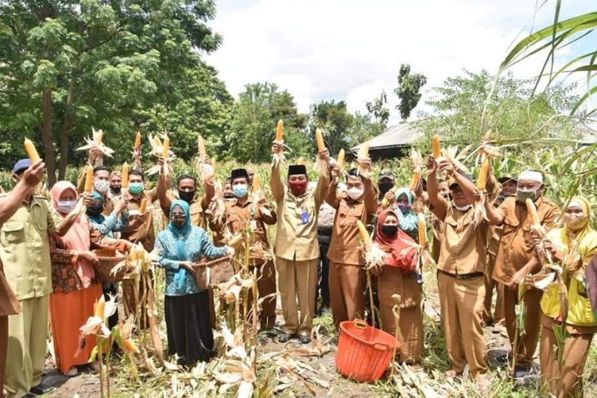 Pemkab Bener Meriah panen perdana jagung pipil program ketahanan pangan COVID -19