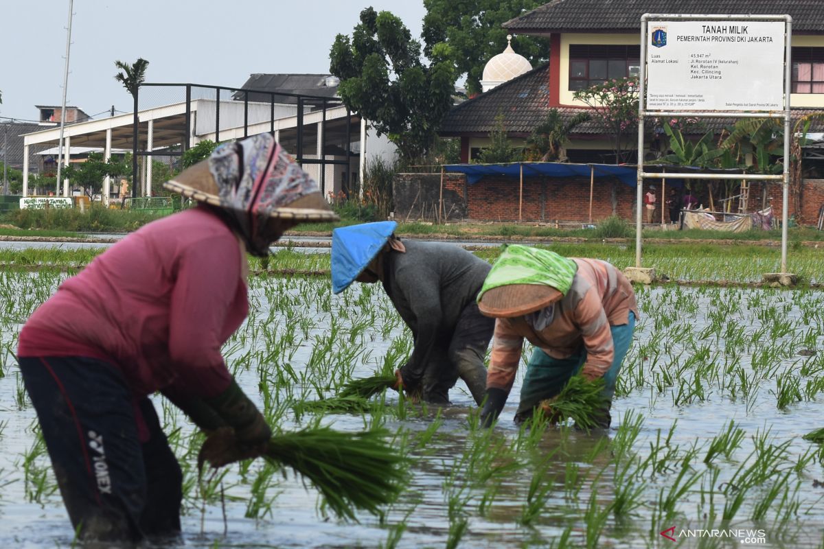 Sudin KPKP Jakbar perkirakan petani Meruya akan panen 12,3 ton gabah