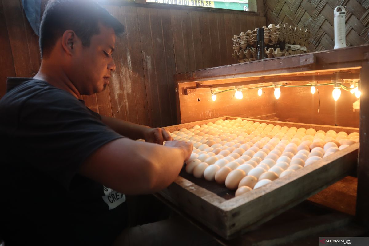 Buka usaha penetasan  ayam kampung, pemuda di Pariaman beromzet Rp10 juta per bulan