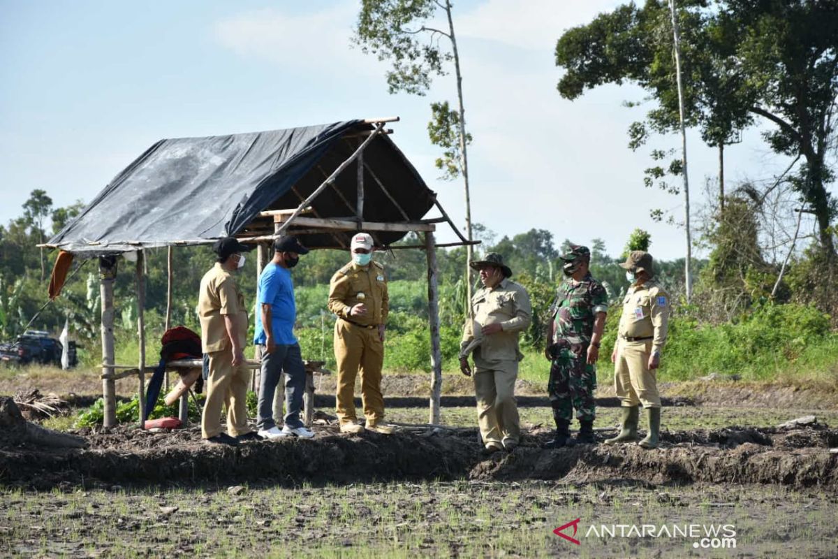 Pemprov Babel bagun 300 hektare sawah di Krakas