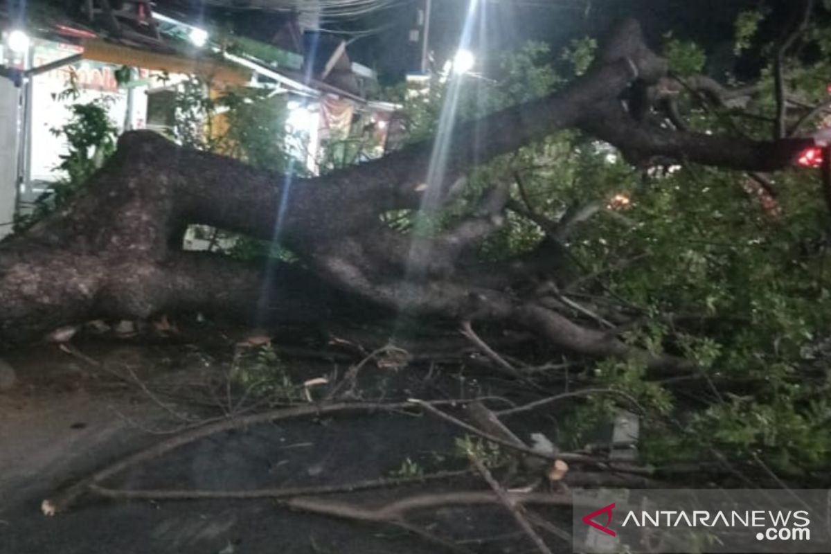 Pohon tumbang di Kebun Pala Jakarta Timur timpa warga dan merusak motor