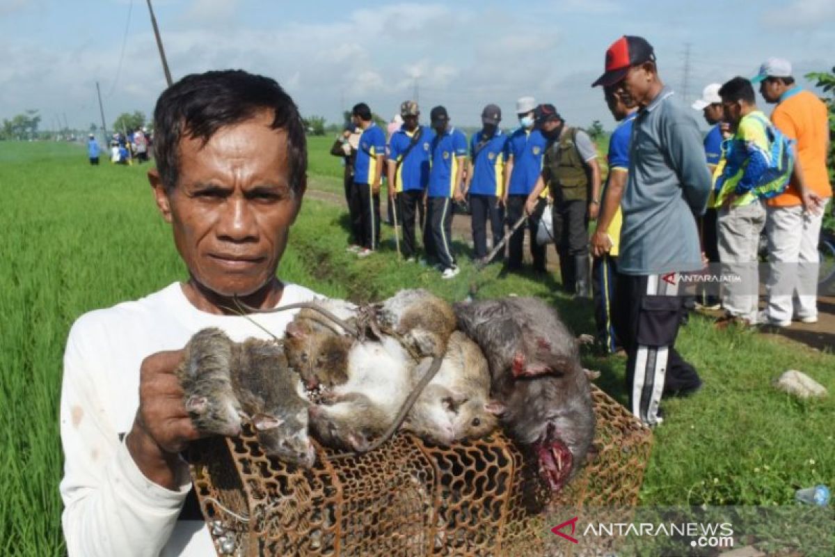 Polisi catat 24 kasus kematian manusia akibat tersengat listrik jebakan tikus di Ngawi