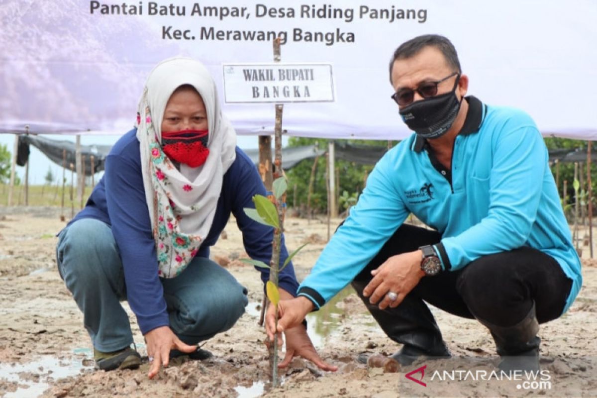 Pemkab Bangka tetapkan pantai Batu Ampar area Ekowisata Mangrov