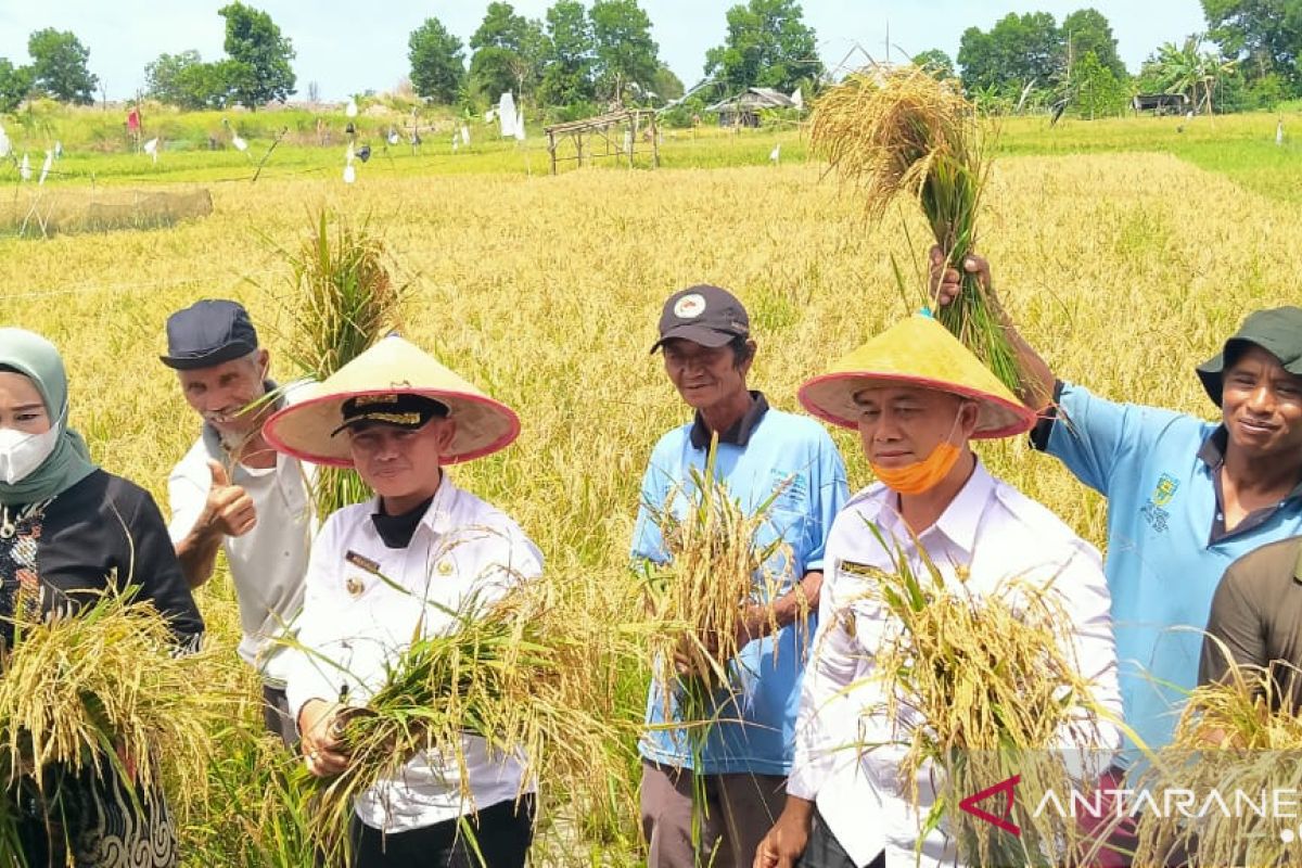 Bupati Bangka apresiasi petani tanam padi di bekas tambang