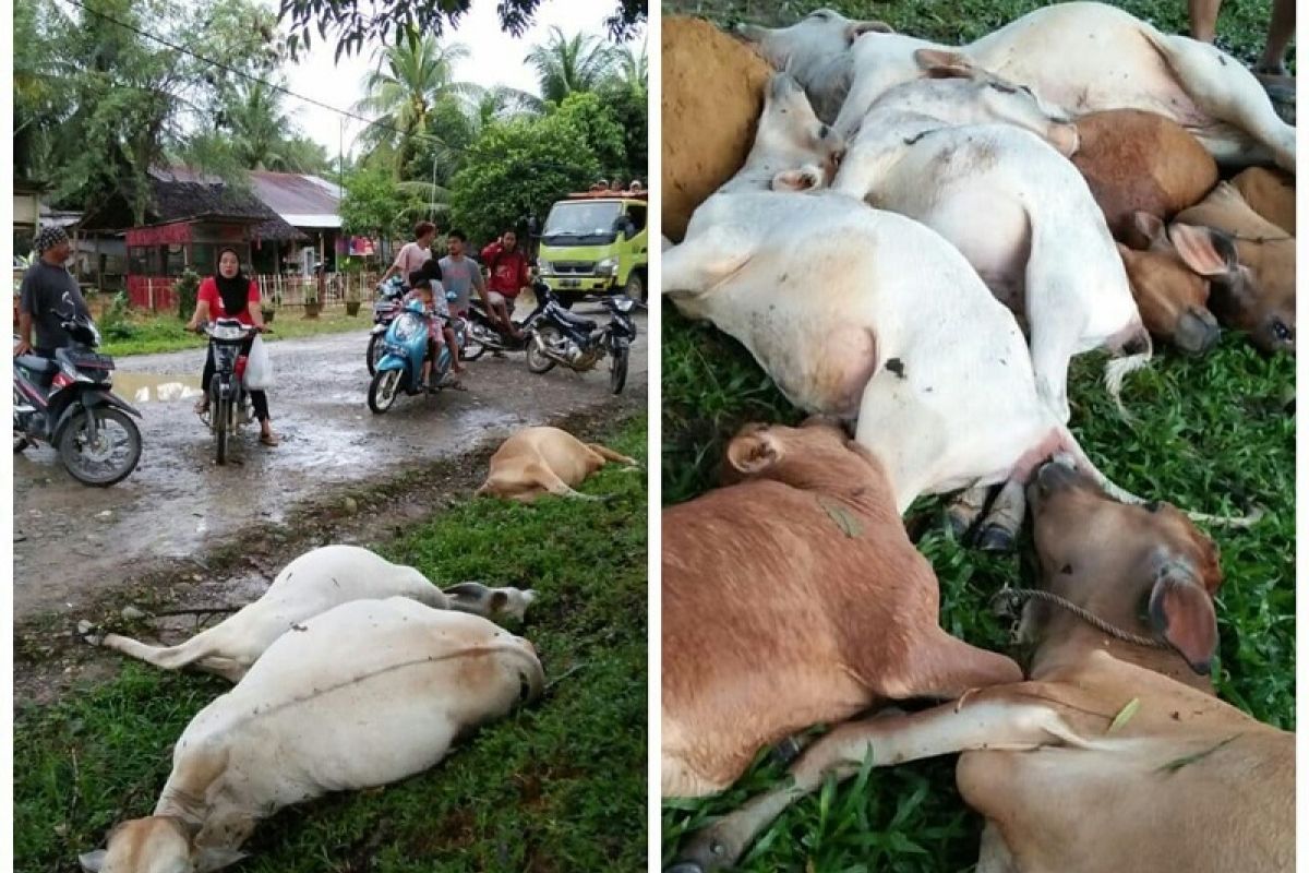 Saat hujan lebat, 13 ekor lembu disambar petir di Desa Banjaran Raya Langkat
