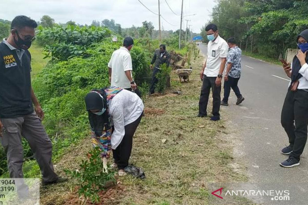 PLN Babel tanam 100 pohon di Pantai Pasir Padi