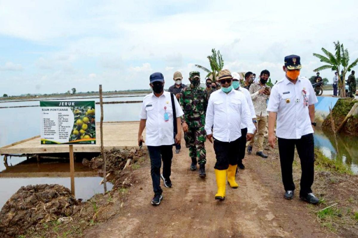 Plt Gubernur tinjau lokasi 'food estate' di Pulpis-Kapuas