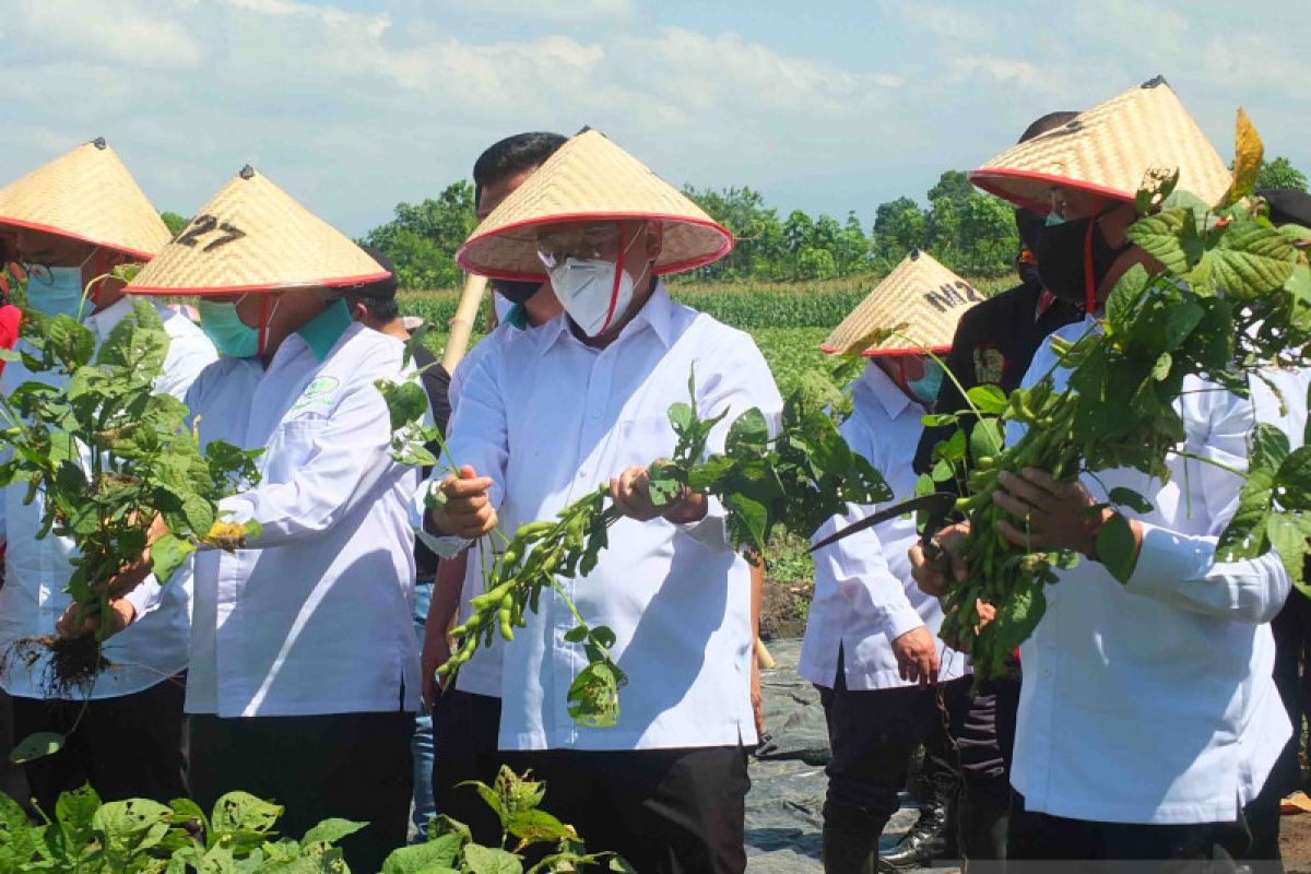 Menkop salurkan bantuan Rp30 miliar untuk dongkrak ekspor edamame Jember