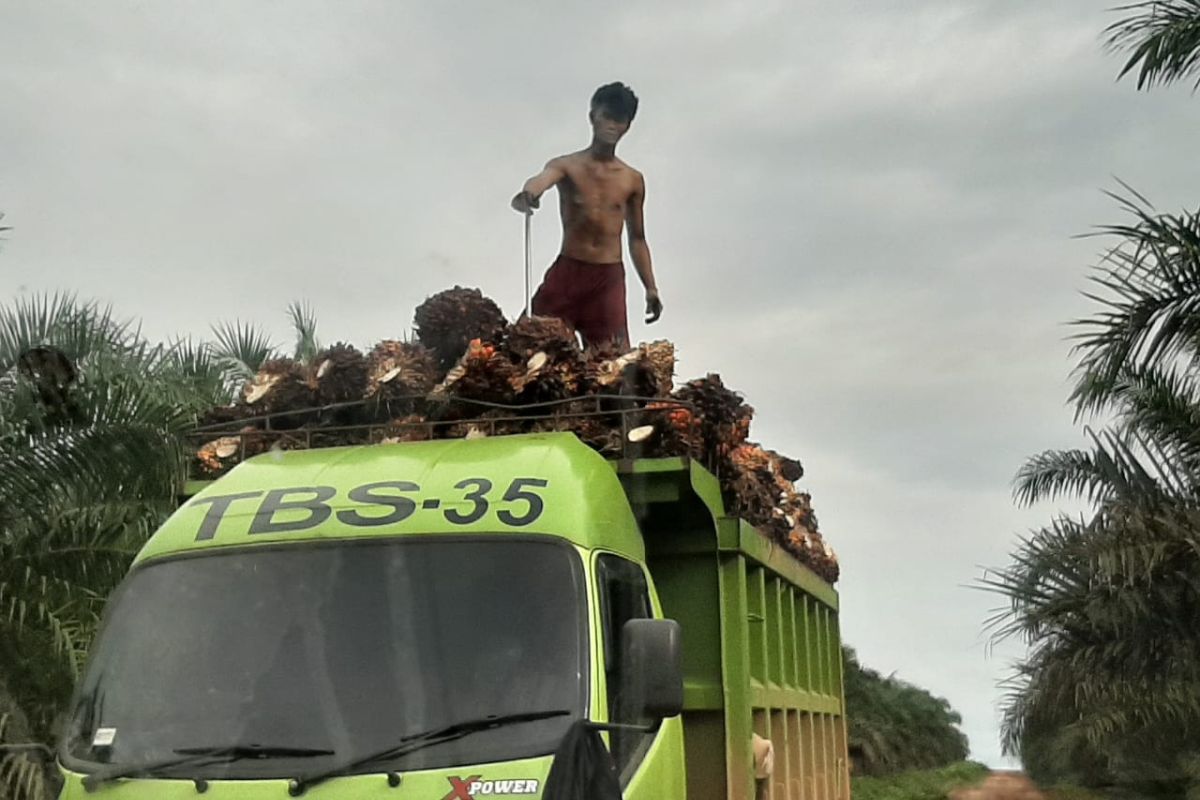 Harga TBS sawit di Kalbar membaik capai Rp1.941,77 per kilogram