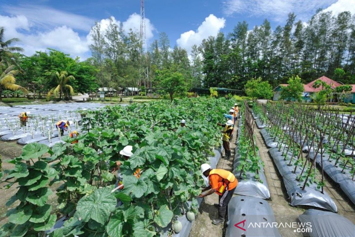 Freeport-Unipa kerja sama teliti pemanfaatan lahan tailing