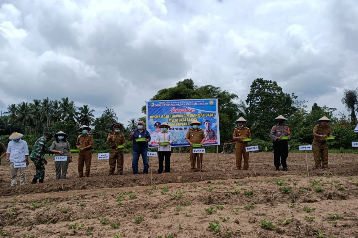 Pemkab Morowali Utara dukung upsus tanam bawang merah-cabai