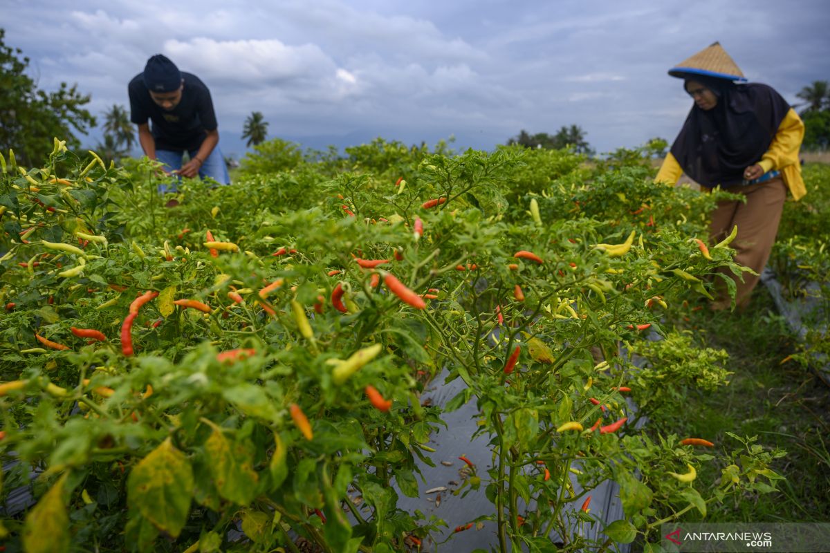 Wow, harga cabai di Kulon Progo meningkat hingga 100 persen