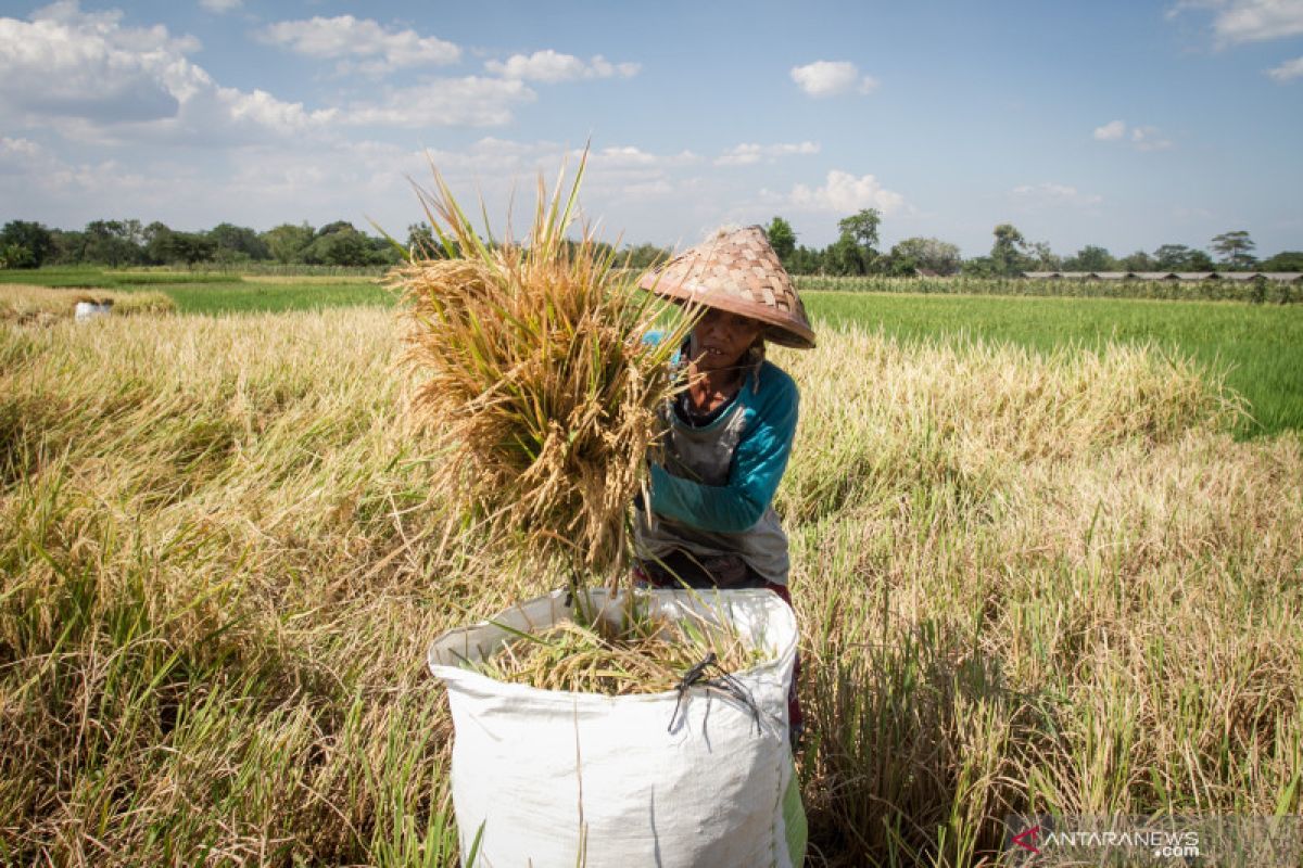 Peneliti nilai UU Cipta Kerja mampu stabilkan harga pangan