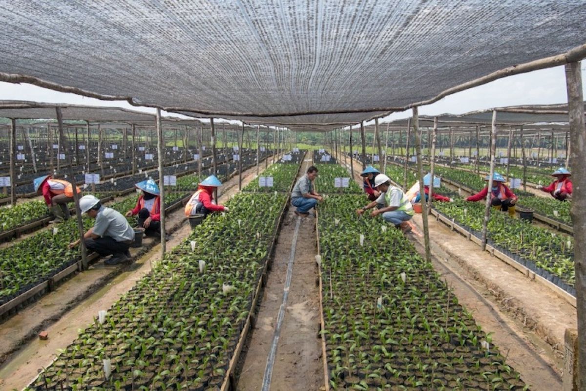 Cargill gandeng YIDH dorong produktivitas lahan ribuan petani swadaya di Sumsel dan Kalbar