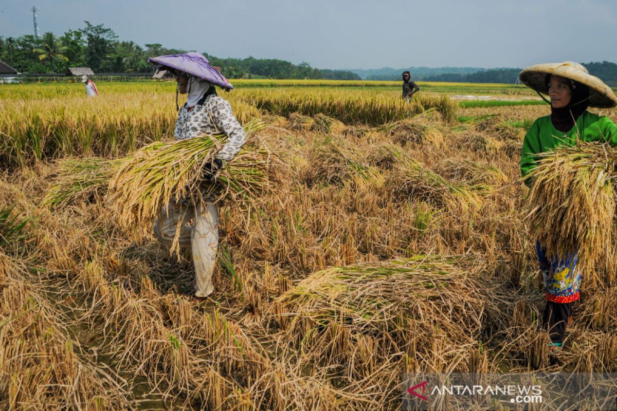 SPI minta Kementan antisipasi harga gabah anjlok akibat La Nina