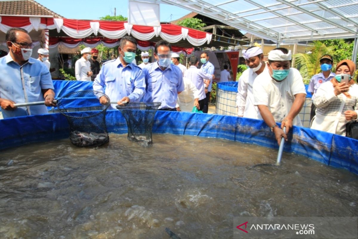 Kelompok budidaya lele di Jembrana sukses panen perdana