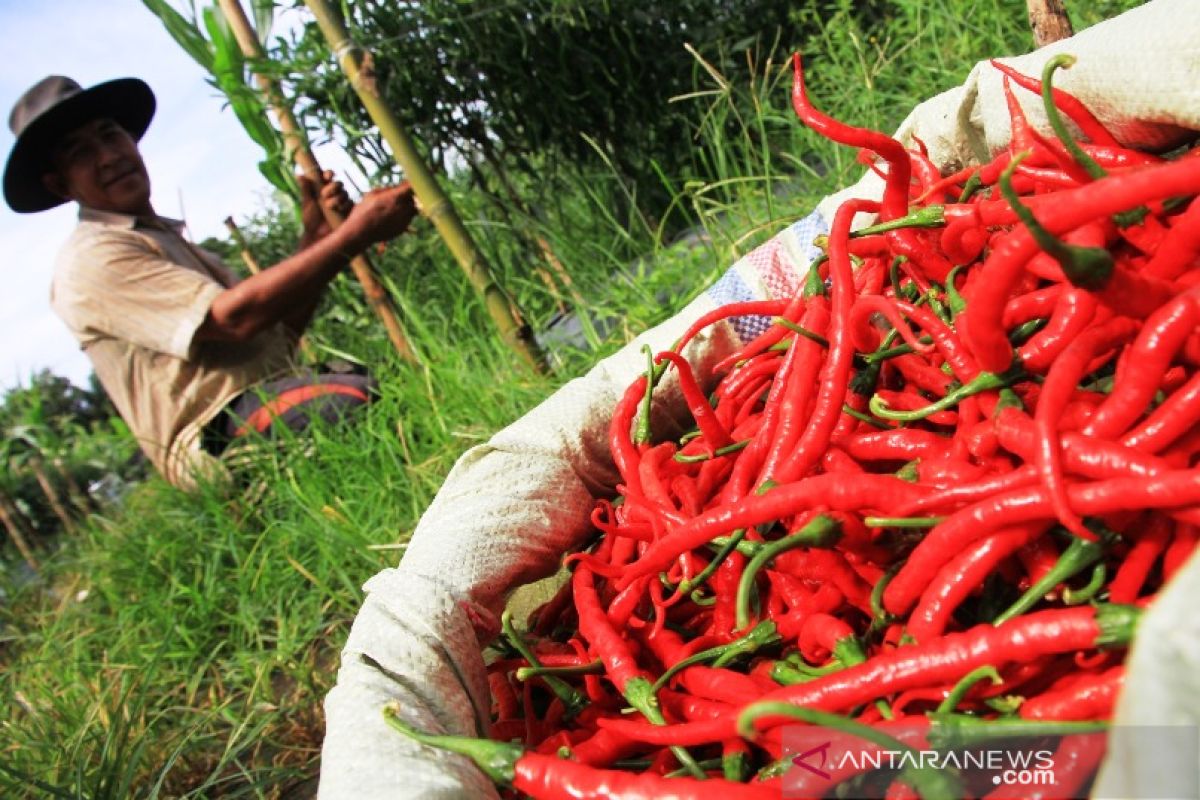 Harga jual cabai di Aceh Barat naik menjadi Rp35 ribu per kilogram