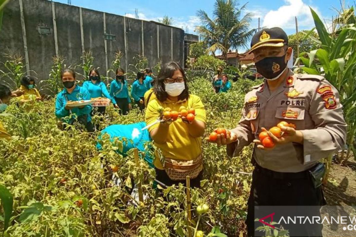 Bhayangkari Gianyar panen perdana dukung ketahanan pangan