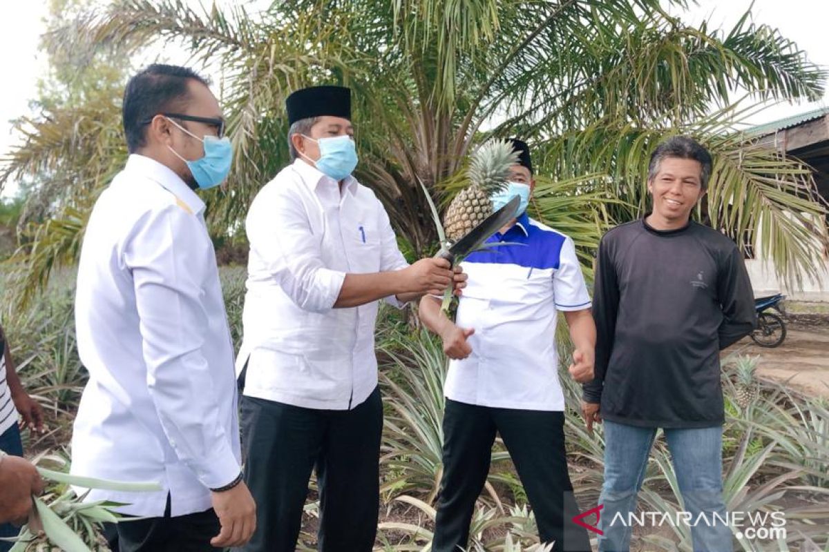 Kebun Nanasnya didatangi Alfedri, Arisman langsung ajak panen