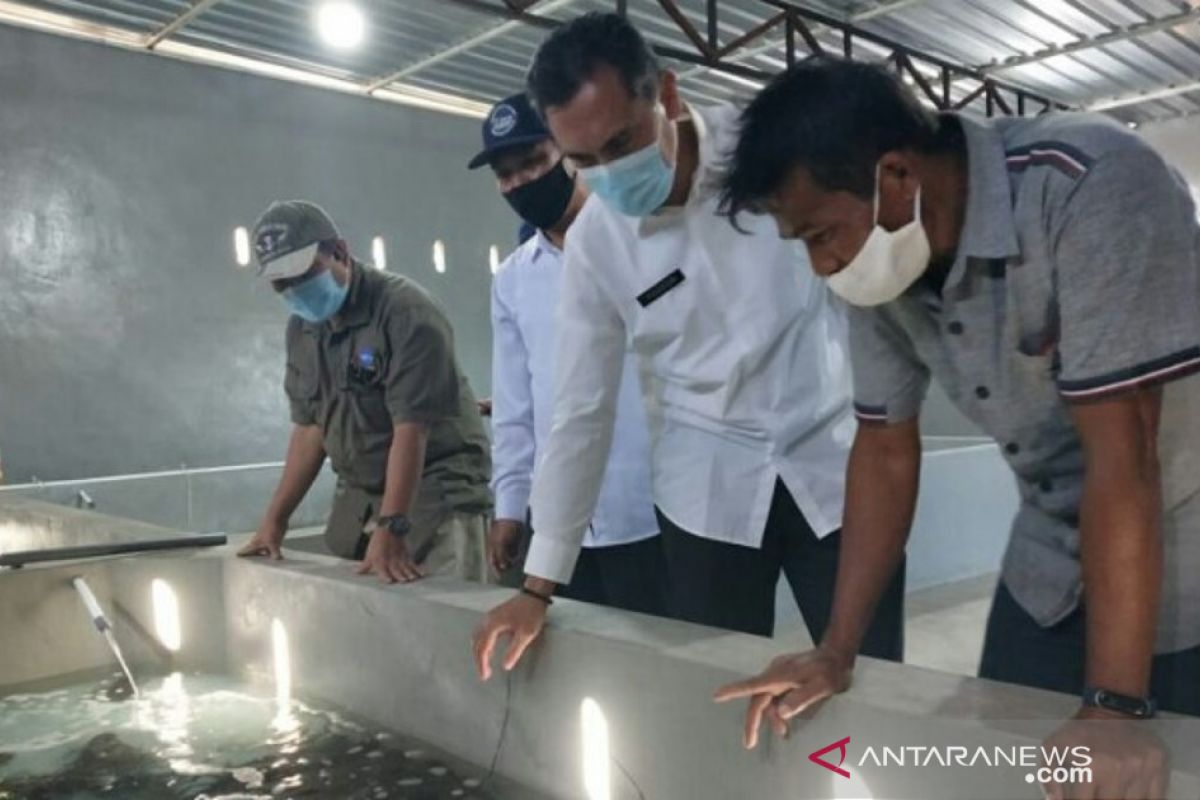 Kemenko Maritim kembangkan Telong Elong jadi sentra budidaya lobster